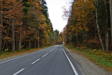 road in autumn forest