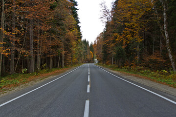 road in autumn forest