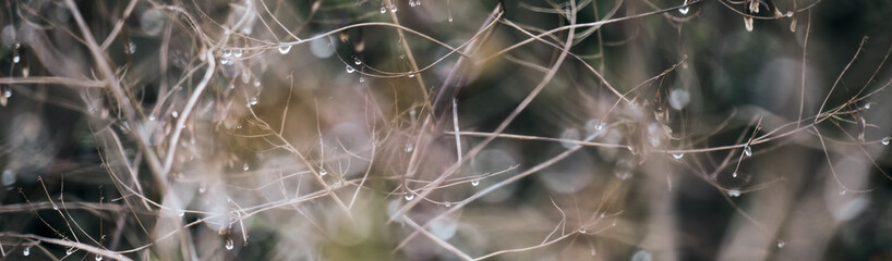 Many shiny sliver water drops on a dried up plant. Beautiful abstract website banner, header,...