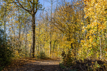 Dirt road between autumn trees, leafless and with yellowish leaves, dry fallen leaves on the ground, sunny autumn day with a blue sky in South Limburg, the Netherlands