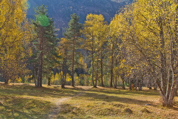 autumn in the forest