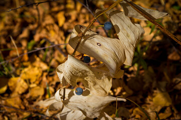autumn leaves on a tree
