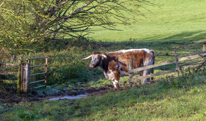 An English Longhorn cow, looks through an open field gate in a rogh pasture field. Winter sunshine with textured overhanging branches, puddles and rustic wooden fences. Landscape image. Oxfordshire. - 395614446