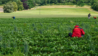 Woman on her back in red coat picking strawberries in a green field full of them.