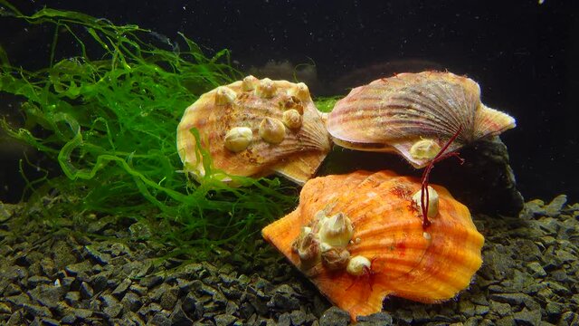 Ancient armored mollusk (Chiton olivaceus) on the shell of a clam Smooth Scallop (Flexopecten glaber ponticus), Black Sea