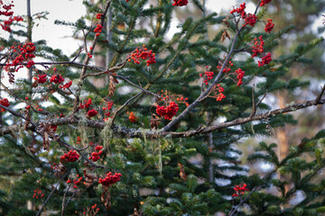 red berries on a tree