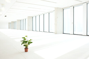 Potted plant in empty office