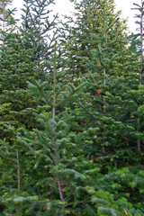 green pine forest