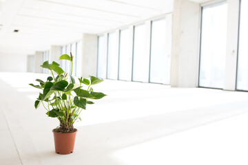 Potted plant in empty office space