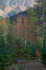 autumn in the mountains