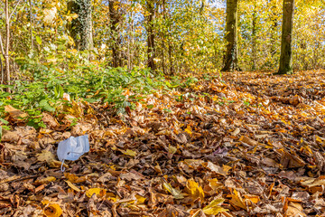 Obraz premium Medical mask, dry autumn leaves covering the ground, yellowish green vegetation of the fall season, sunny day in the forest, South Limburg, Netherlands. Environmental pollution in times of coronavirus
