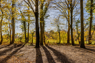 Autumn trees with sparse yellowish leaves with the sun between them creating shadows from the logs on the ground in the nature reserve, sunny autumn day with a blue sky in South Limburg, Netherlands