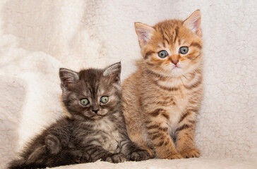 Fototapeta premium two British little kittens, red and dark