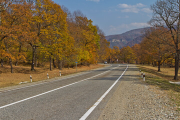 road in autumn forest