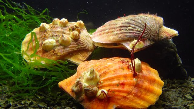 Bivalve mollusk with orange valves Smooth Scallop (Flexopecten glaber ponticus), Black Sea