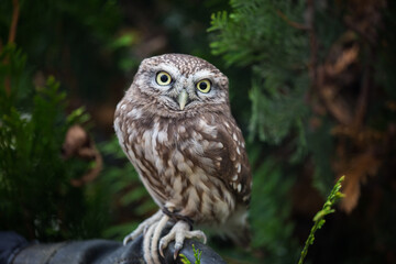 Portrait of angry and hurmful little owl with yellow eyes looking with distrust