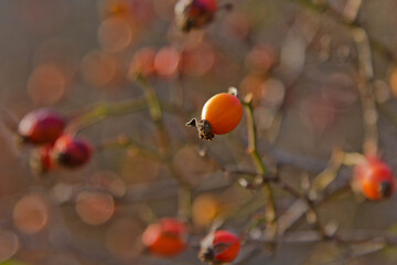 red rowan berries