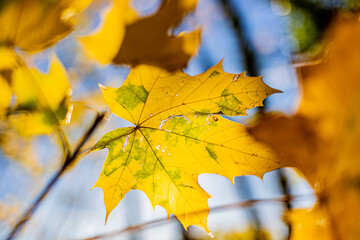 Close-up of a yellow leaf with small green highlights against the sunlight with a blue sky in the blurred background, autumn colors, sunny day in the forest in South Limburg, the Netherlands