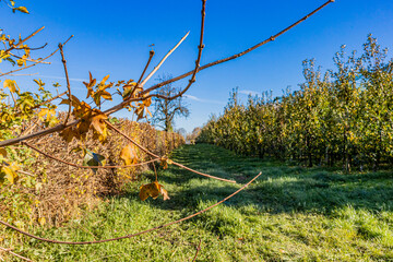 Close-up of a branch with sparse yellowish green leaves, agricultural farm with a path, green grass and apple trees in the background, sunny autumn day with a blue sky in South Limburg, Netherlands