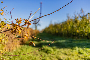Close-up of a branch with sparse yellowish green leaves with green grass with apple trees in a blurred background, agricultural farm, sunny autumn day with a blue sky in South Limburg, Netherlands - Powered by Adobe