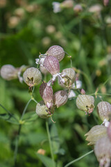 Traubenkropf-Leimkraut