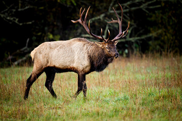Naklejka na ściany i meble Huge male elk with large horns.