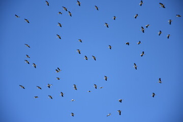 Stork migration, group in the sky, they migrate
