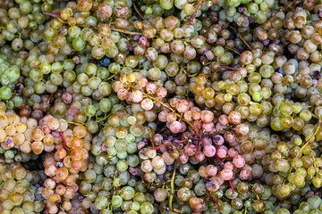 Ripe and juicy grape bunches background.  Vintage. Grape harvest.