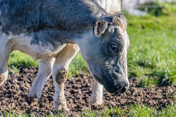 Closeup of the head and part of the body of a dairy cow with grayish white fur and black spots grazing on green grass with a blurred background, sunny day in South Limburg, Netherlands