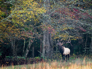 Male elk smells the air during autumn.