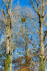 Close-up of bare trees with moss on the trunk with a blue sky in the background, trees without leaves, sunny autumn day in the forest in South Limburg, Netherlands