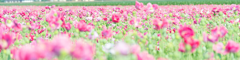 pink flower, Poppy field, Banner, nature