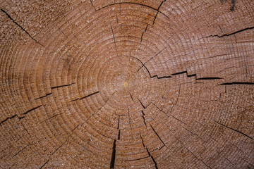 Fototapeta premium Holzstämme