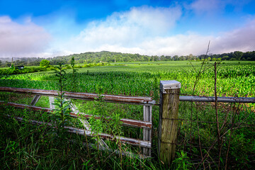 Metal farm gate provides an entrance to a young, succulant corn field in North Carolina