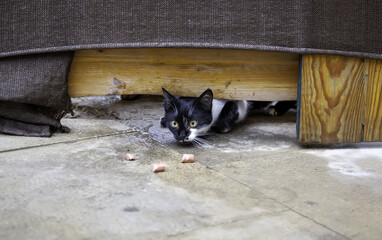 Stray cats eating on the street