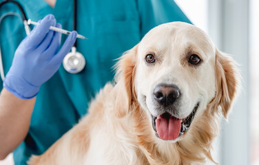 Golden retriever dog getting injection