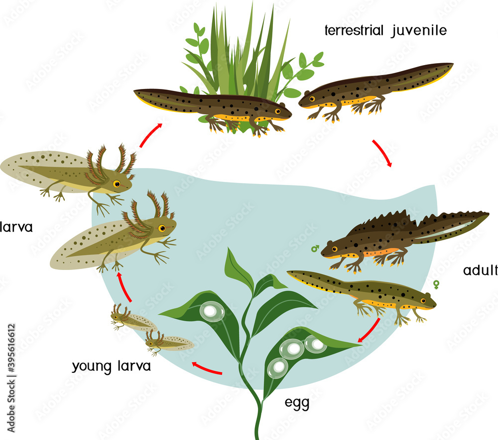 Poster newt life cycle. sequence of stages of development of crested newt from egg to adult animal with tit - Posters
