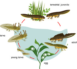 Newt life cycle. Sequence of stages of development of crested newt from egg to adult animal with titles - obrazy, fototapety, plakaty