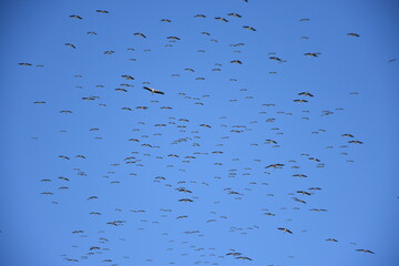 Stork migration, group in the sky, they migrate
