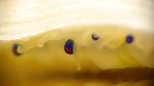 Small blue eyes and tentacles on the mantle of a bivalve mollusk Smooth Scallop (Flexopecten glaber ponticus), Black Sea