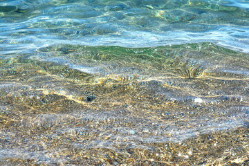 sea urchins live on the rock under the sea near the sea water surface