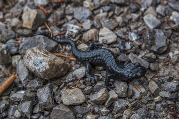 Alpensalamander