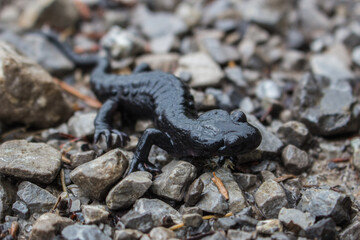 Alpensalamander