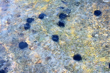 sea urchins live on the rock under the sea near the sea water surface