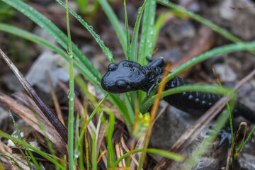 Alpensalamander