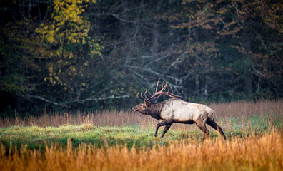 Running male elk at dawn during rut.CR2