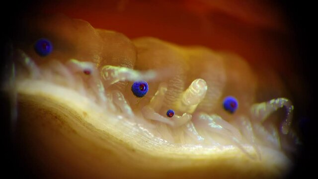 Small blue eyes and tentacles on the mantle of a bivalve mollusk Smooth Scallop (Flexopecten glaber ponticus), Black Sea