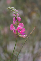 Obraz premium Wilde Esparsette in Österreich