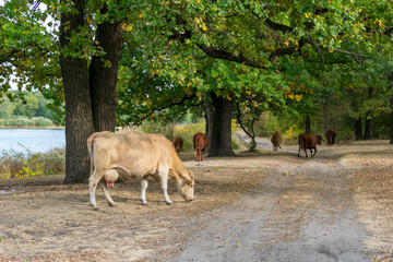 A brown cow in a green countryside against the backdrop of a herd of cows and trees.
