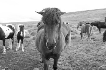 caballo raza islandesa